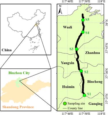 C:N:P stoichiometric variations of herbs and its relationships with soil properties and species relative abundance along the Xiaokai River irrigation in the Yellow River Delta, China